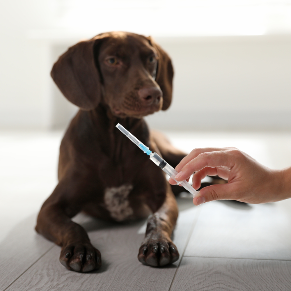 Common Canine Diseases Every Dog Owner Should Know