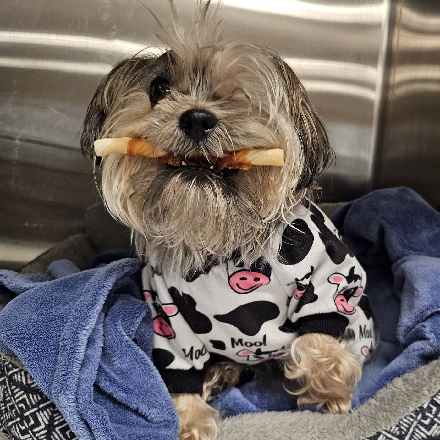 small dog eating treats