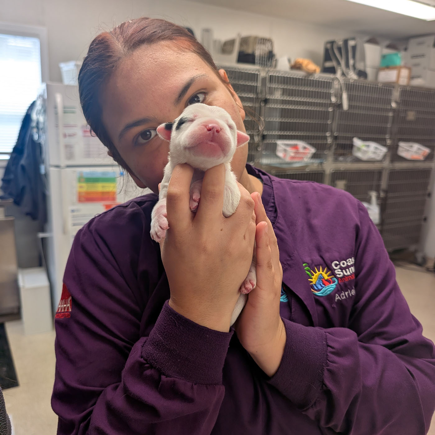 veterinarian at the animal hospital taking care of pets