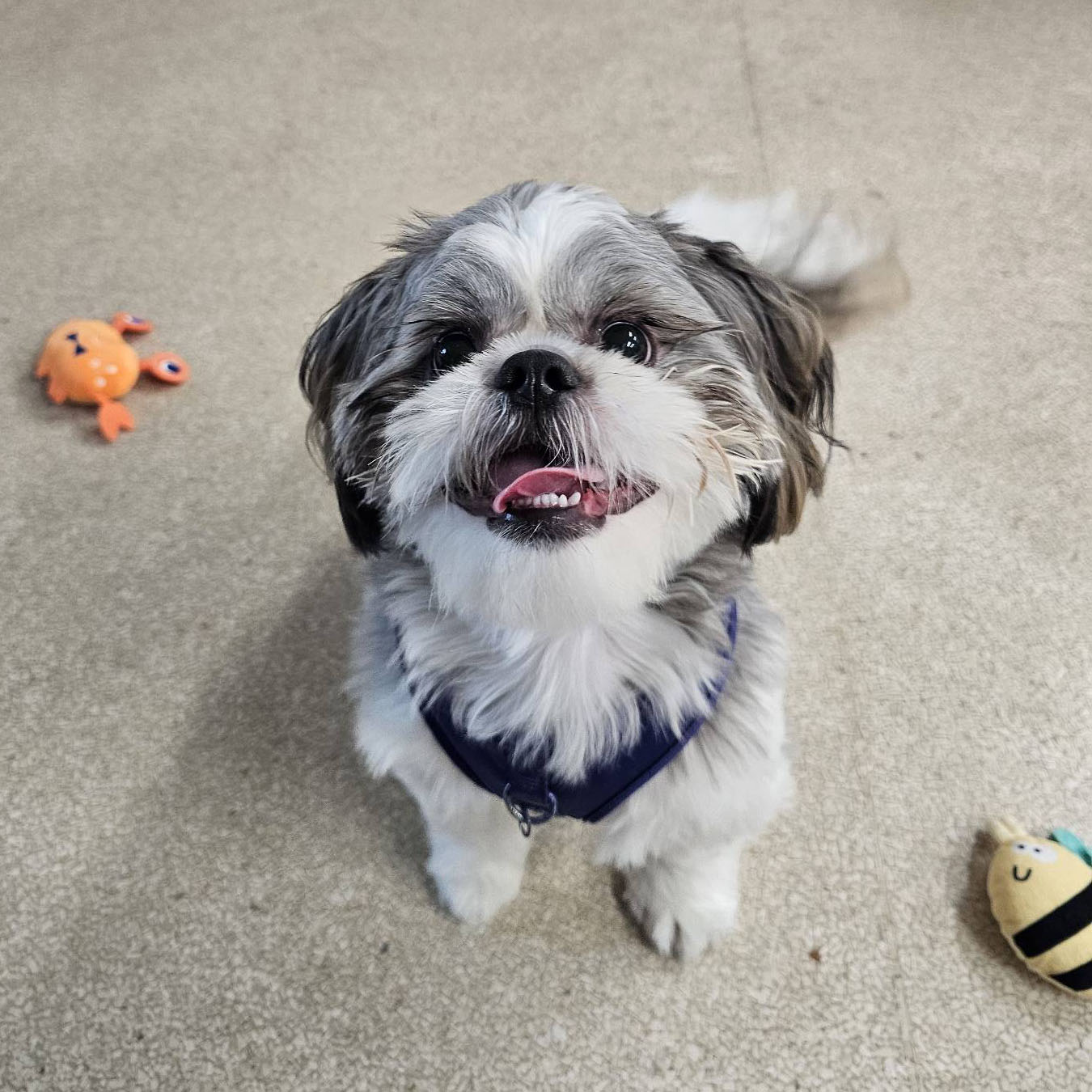 shi tzu dog at the animal hospital