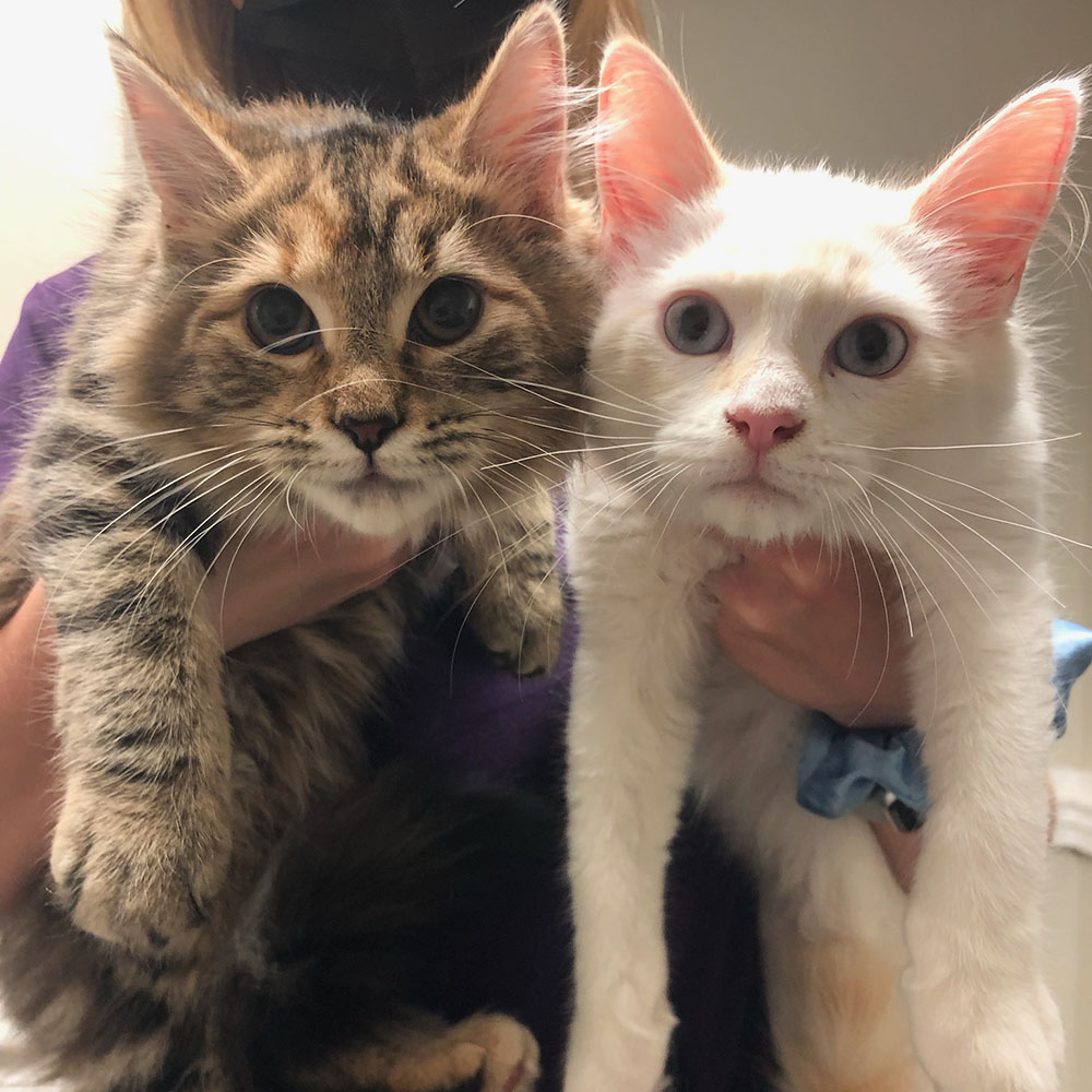 cats at the animal hospital