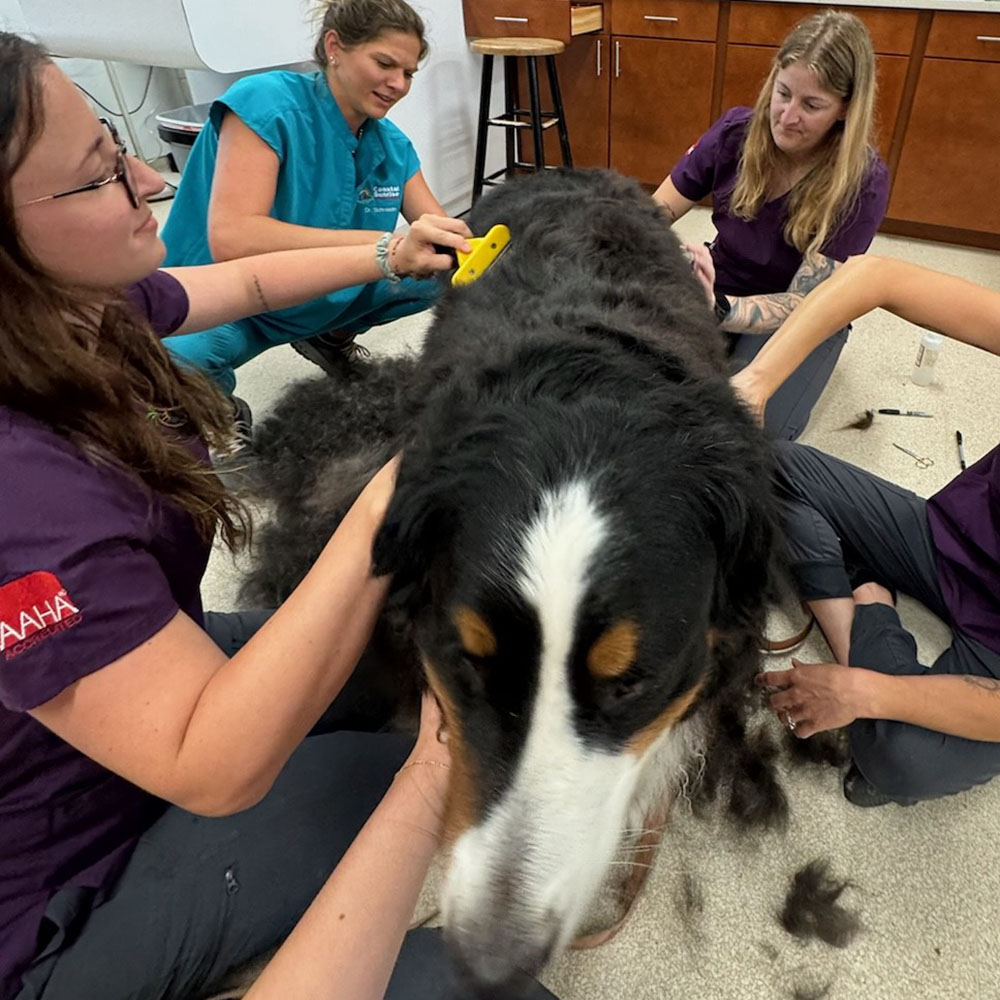 veterinarians brushing dogs hair