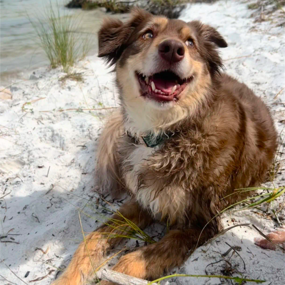 dog playing outdoors