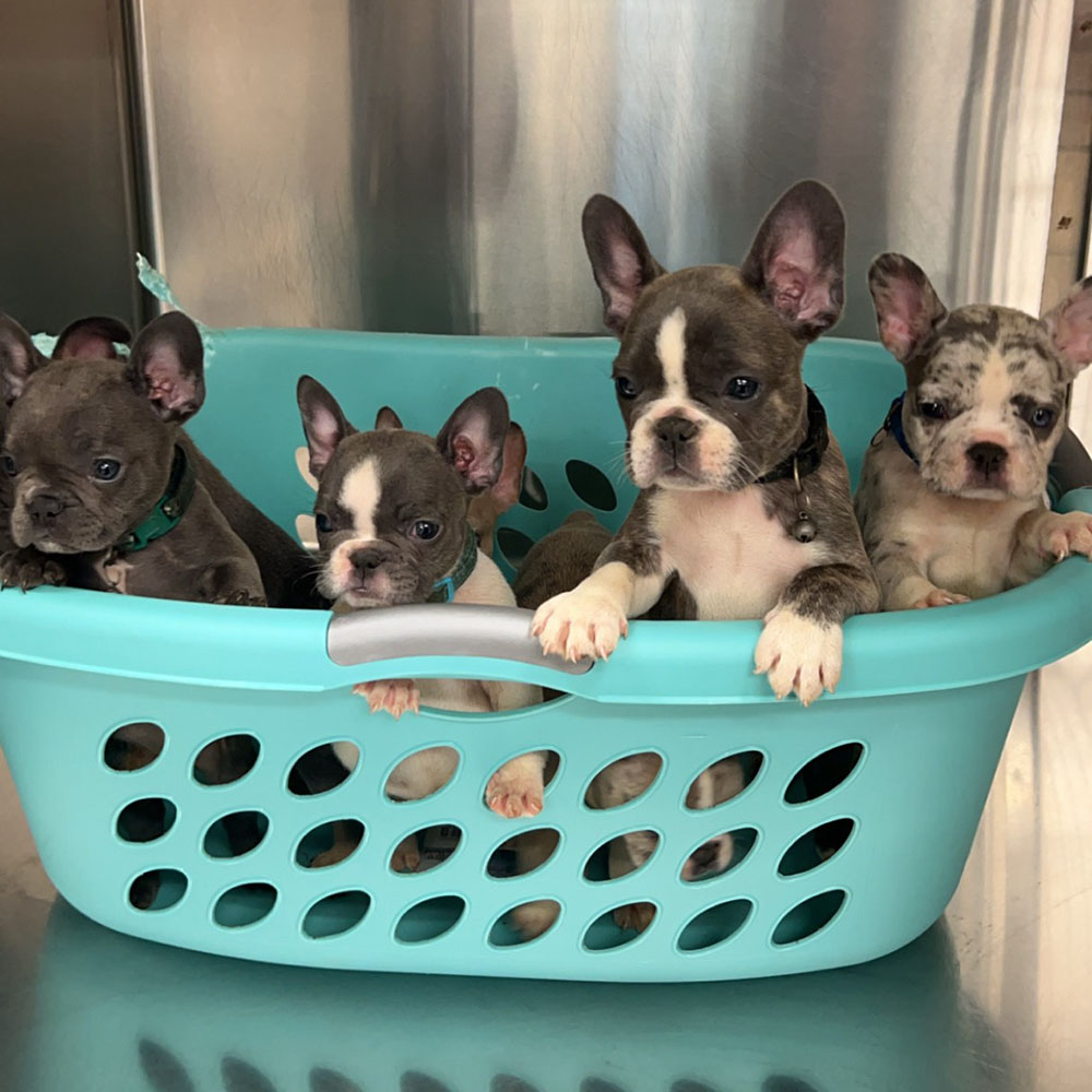 dogs at the animal hospital