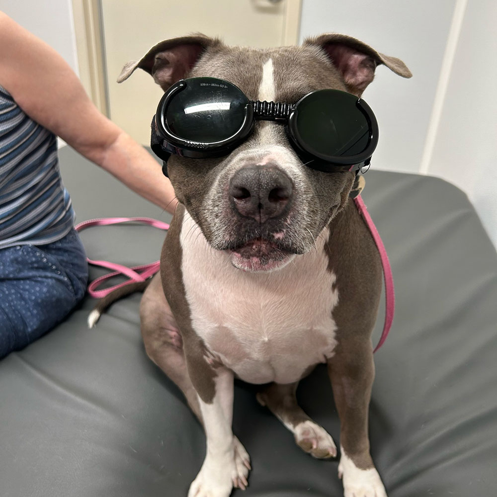 dog at the animal hospital wearing eye gear