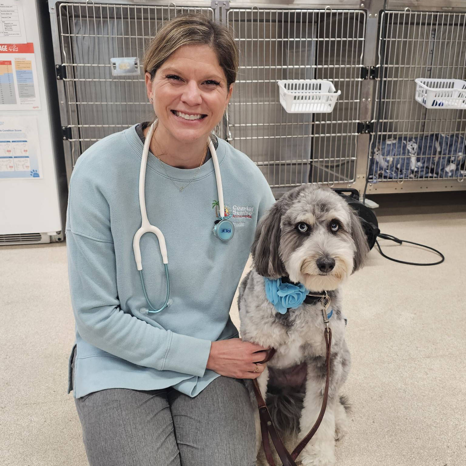 veterinarian taking care of dog