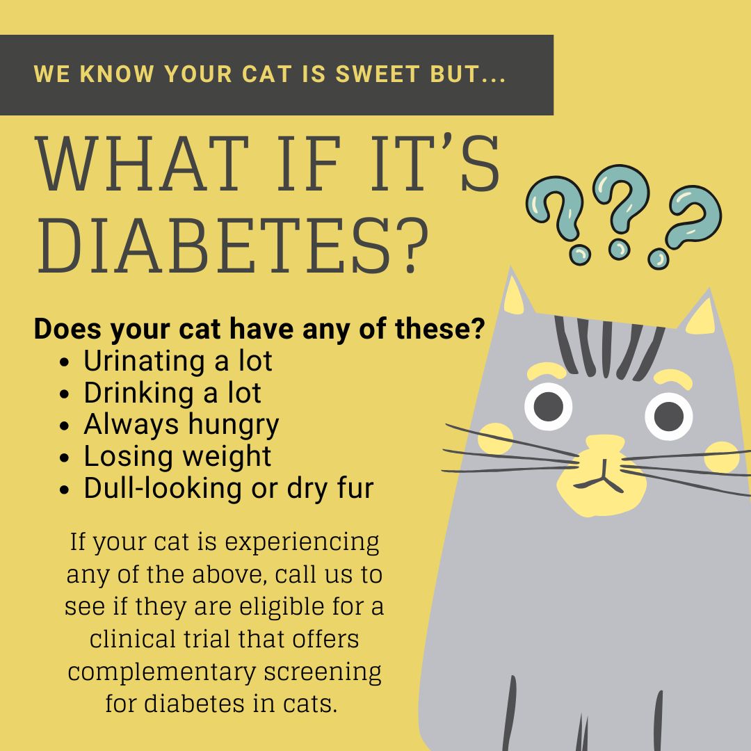 Cat Diabetes Clinical Study: Now Enrolling