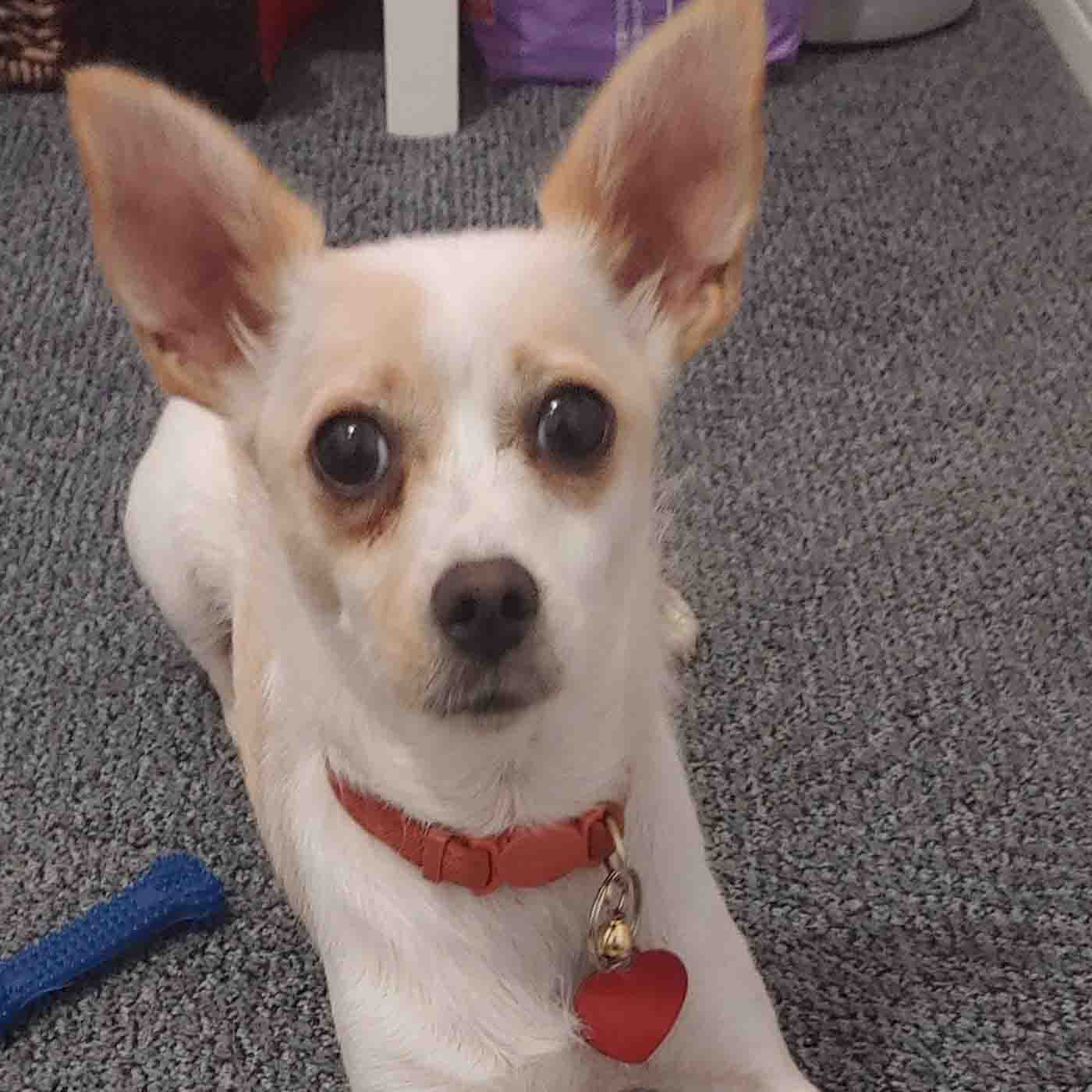 Small dog with big ears.