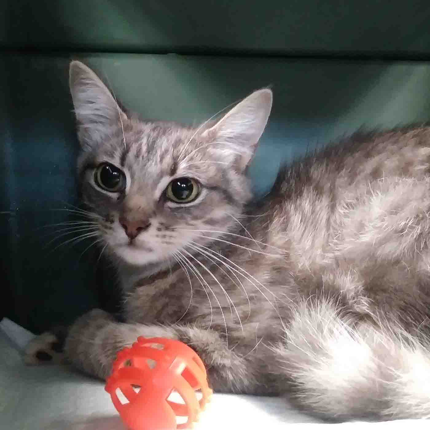 Tabby cat with orange ball.