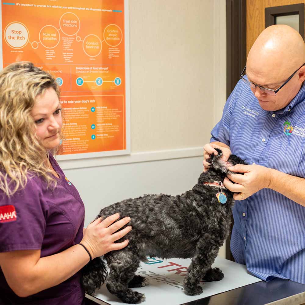 coast ani hosp by john starrett