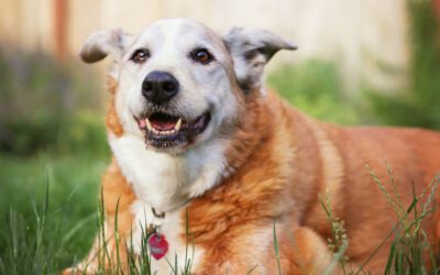 Caring for Senior Animals: Ensuring Comfort and Quality of Life