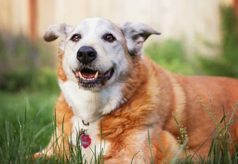 Caring for Senior Animals Ensuring Comfort and Quality of Life