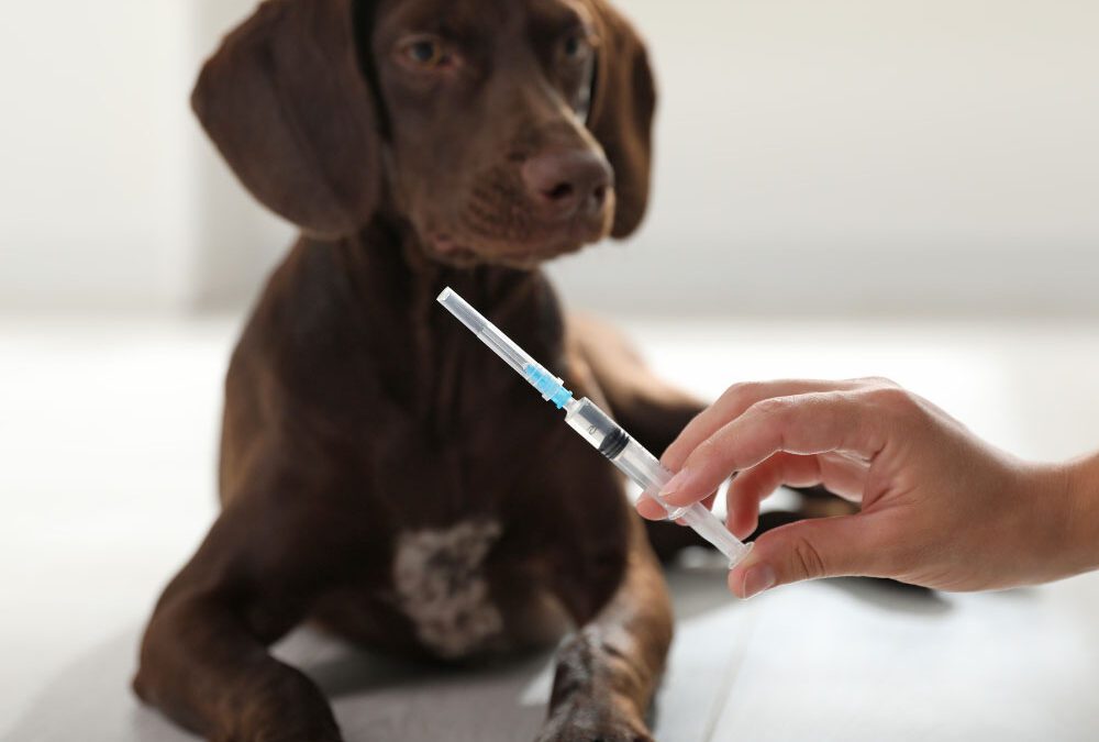Common Canine Diseases Every Dog Owner Should Know