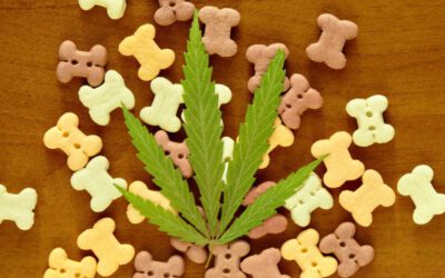 Pet Cannabis Toxicity: What Pet Owners Need to Know