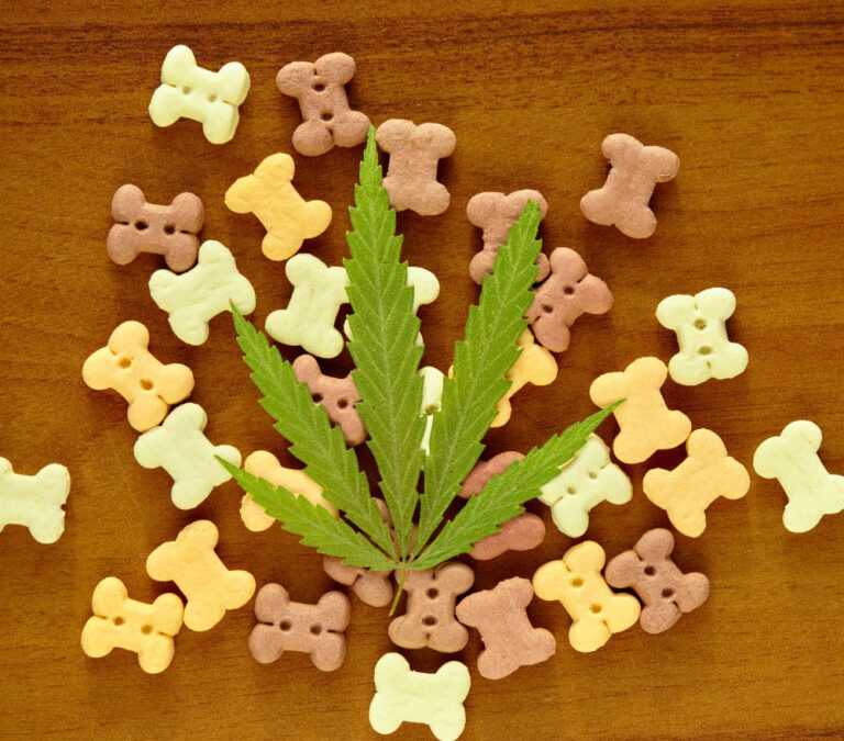 Pet Cannabis Toxicity What Pet Owners Need to Know