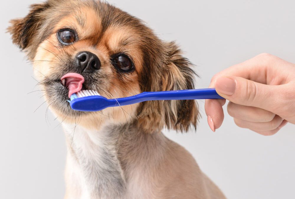 Pet Dental Health Why Its Important and How to Keep Your Pets Teeth Healthy