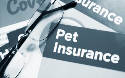 Pet Insurance: Is It Worth It?