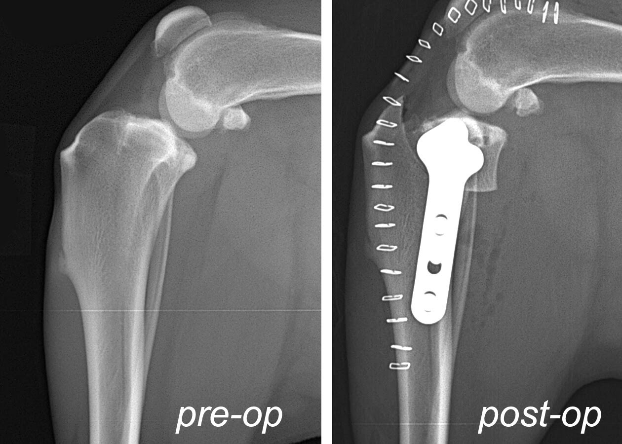 TPLO-XR-pre-and-post