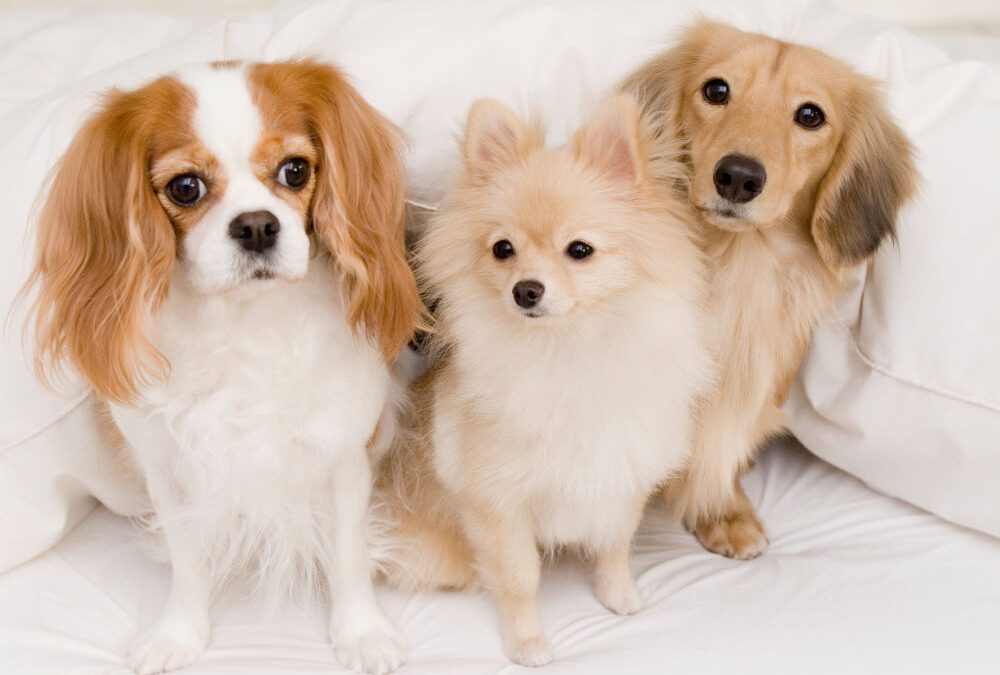 Top 5 Canine Diseases Every Dog Owner Should Know