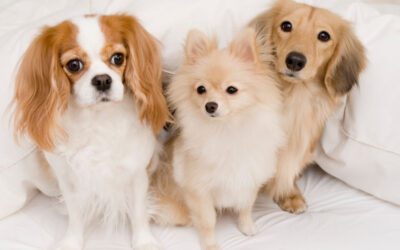 Top 5 Canine Diseases Every Dog Owner Should Know