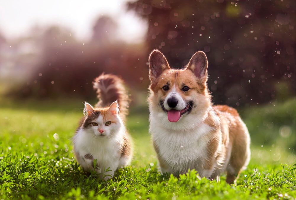 Understanding Canine and Feline Allergies