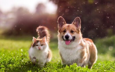 Understanding Canine and Feline Allergies