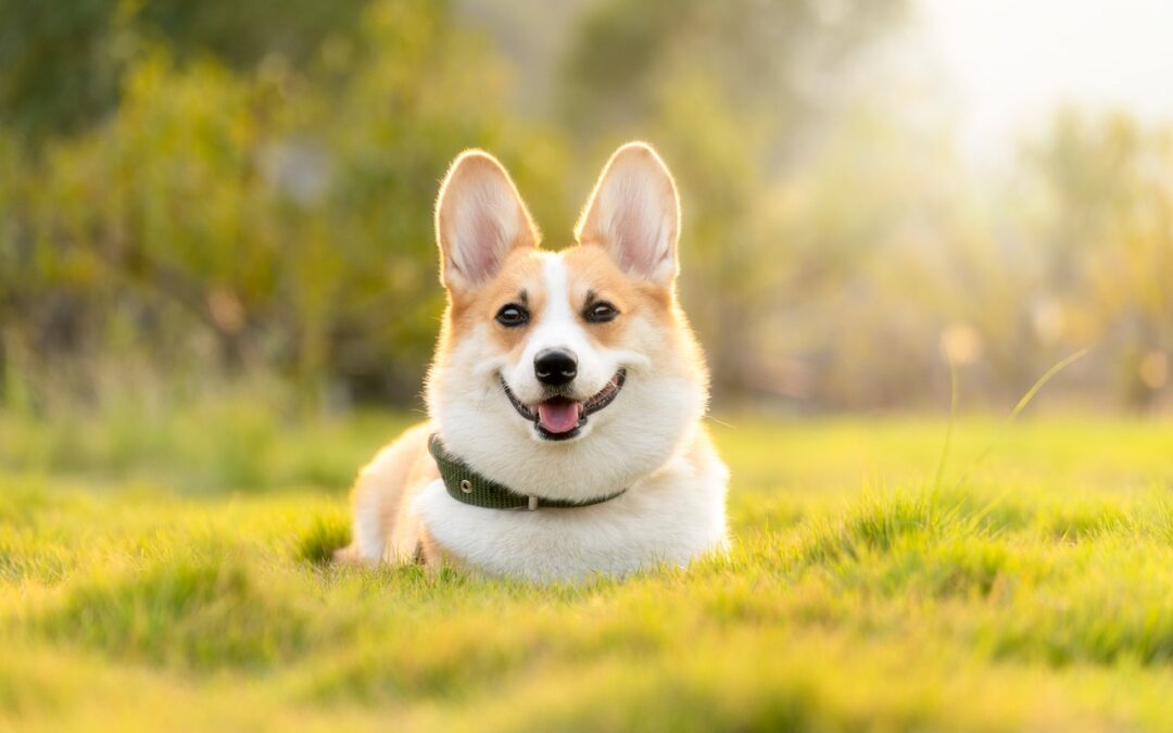 Smiling corgi lying in sunny grass