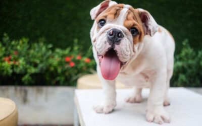 Ways to Protect you and your Pet from Zoonotic Disease