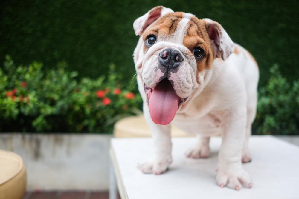Bulldog puppy standing outdoors tongue out
