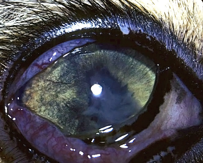 feline-uveitis-figure-3-edited
