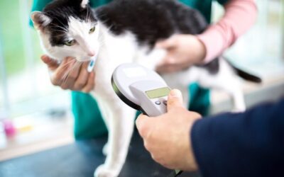 Microchipping Pets: Benefits and Risks