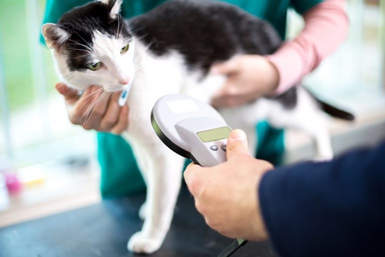 A cat being scanned for a microchip