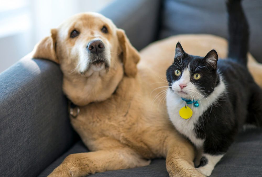 the golden years the importance of veterinary care for geriatric dogs