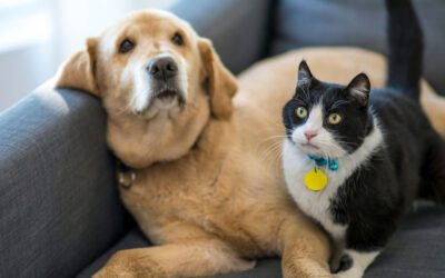 The Golden Years: The Importance of Veterinary Care for Geriatric Dogs