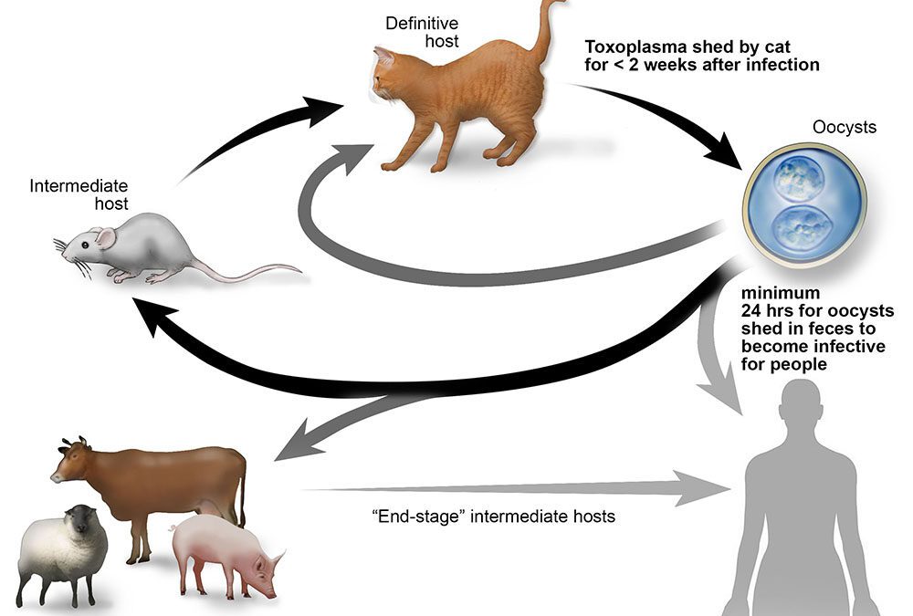 toxoplasmosis lifecycle
