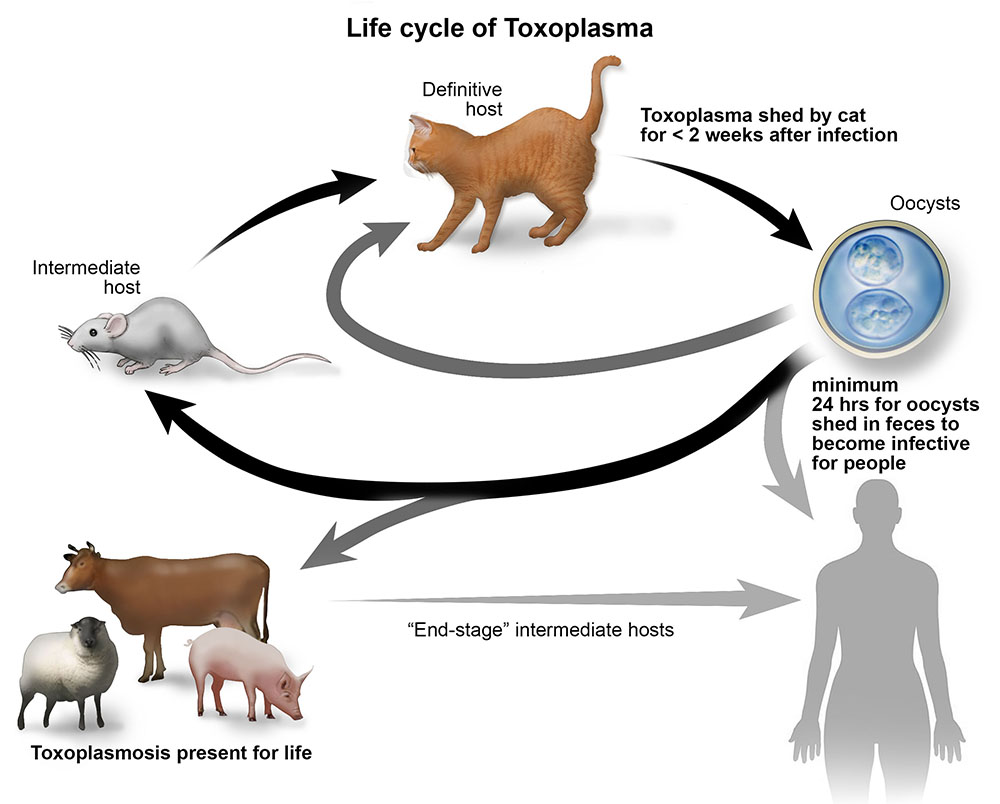 toxoplasmosis-lifecycle