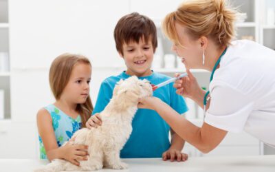 The Importance of Responsible Antibiotic Use in Pets