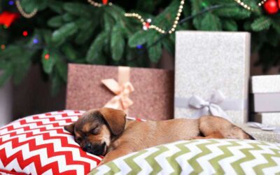 Understanding and Managing Canine Parvovirus