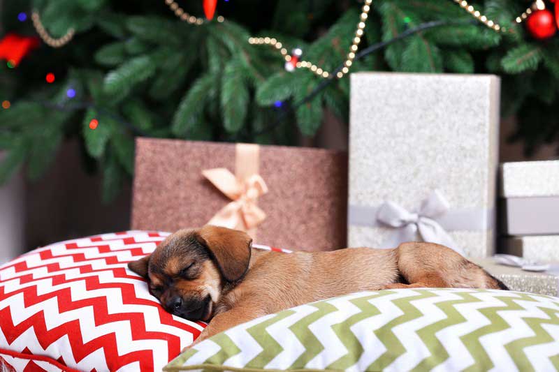 dog sleeping at xmas