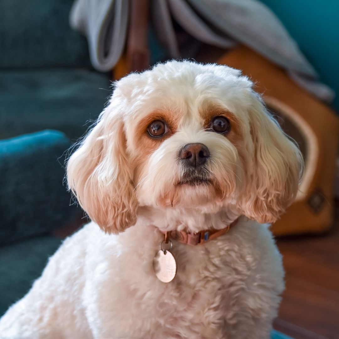 Orange tabby cat counter