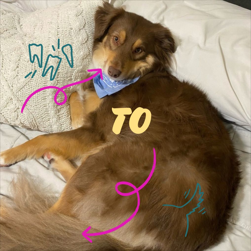 Brown dog blue bandana