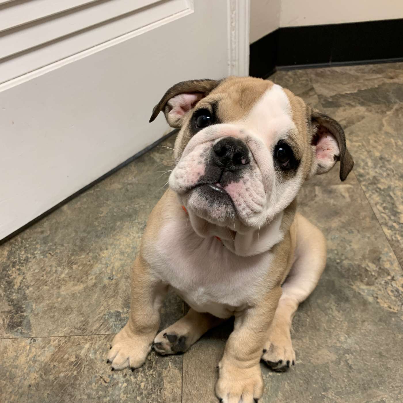 Cute bulldog puppy sitting floor