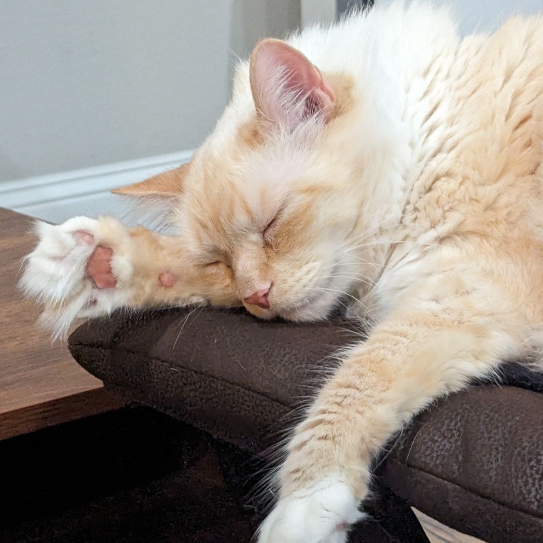 Sleeping orange cat, close-up