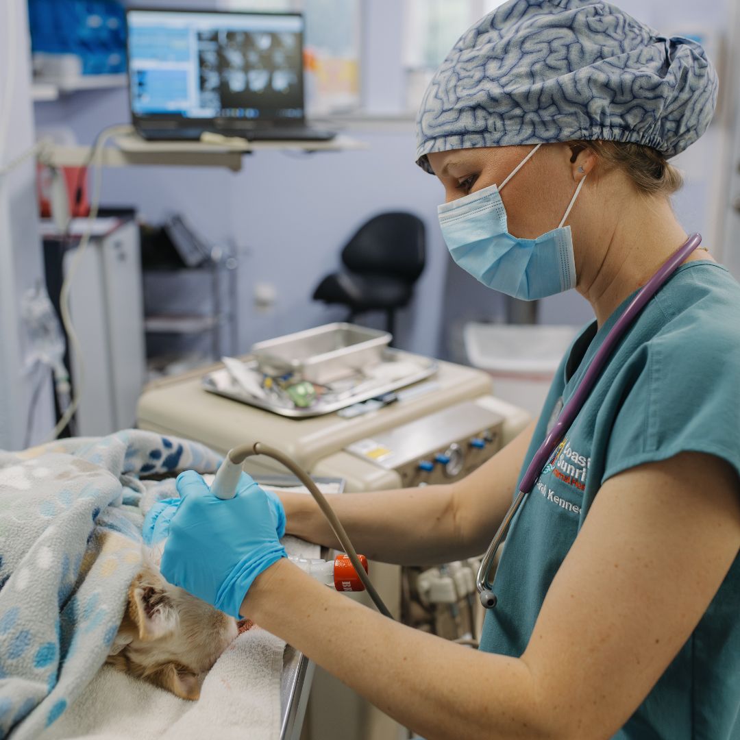 Vet examining small dog.