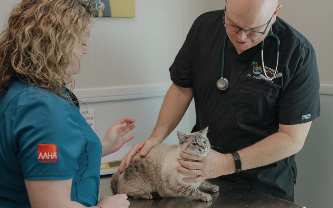 Veterinarians examining cat in clinic