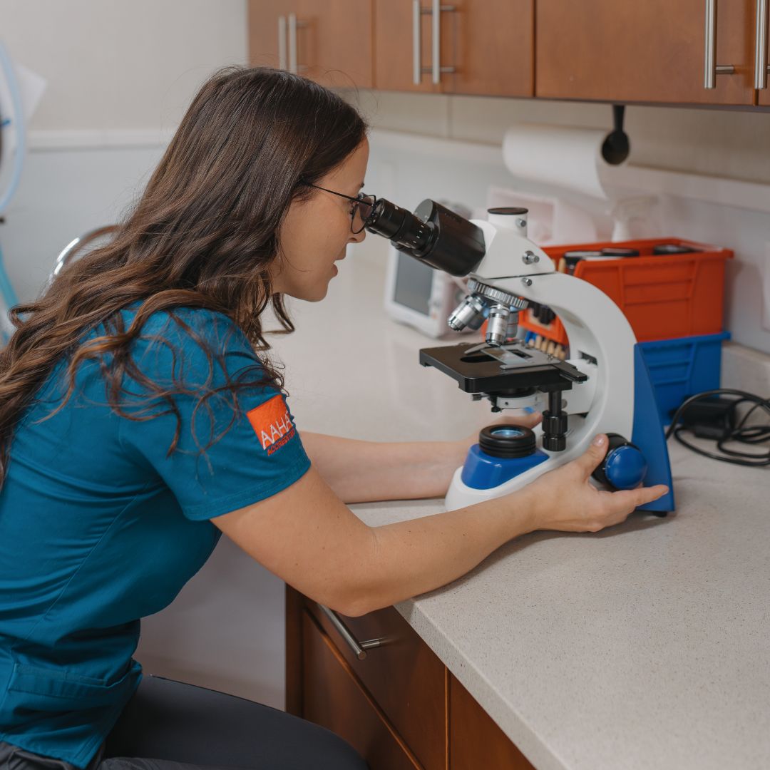Woman examining through microscope